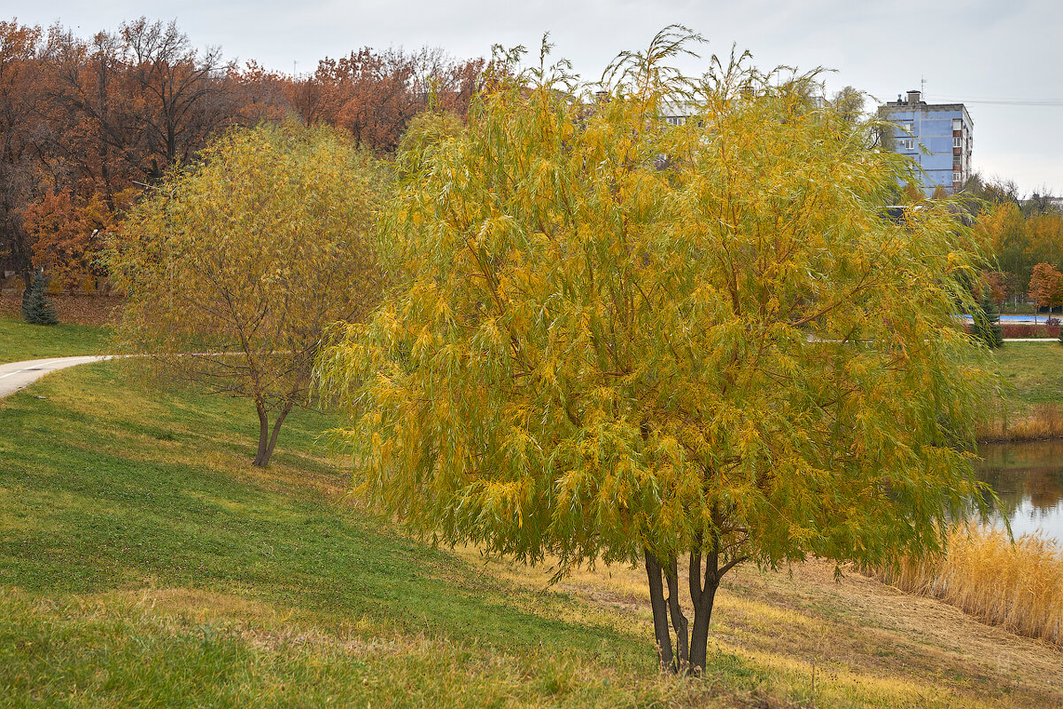 Осень в Новокуйбышевске - Олег Манаенков
