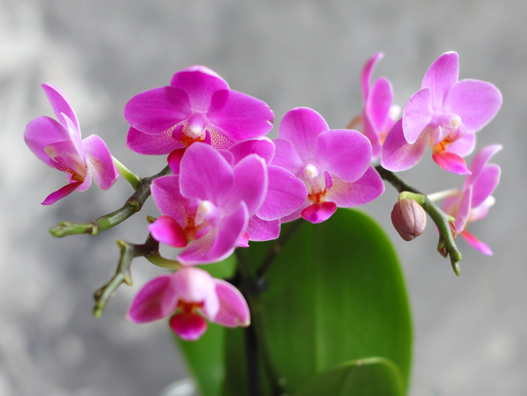 Моя коллекция орхидей - Irene Irene