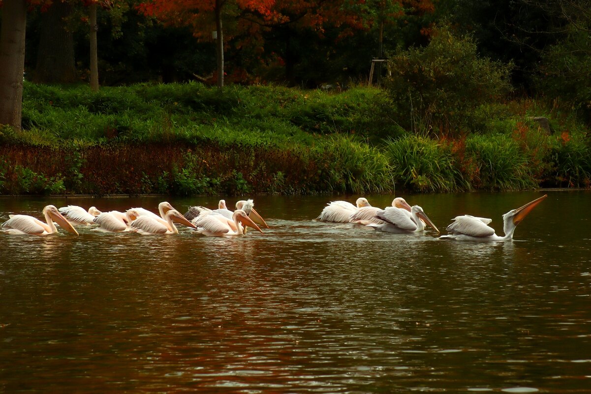 На прогулке - Юрий. Шмаков