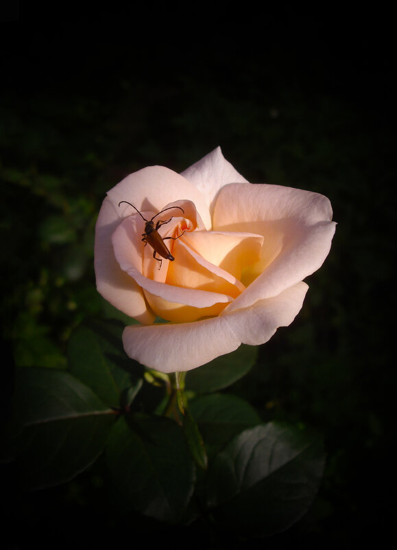 Роза. - Александр 