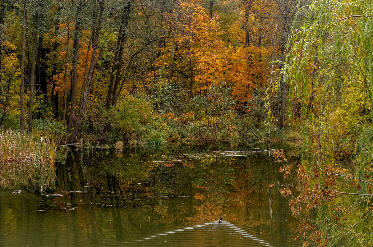 Осенний пейзаж - Александр Орлов