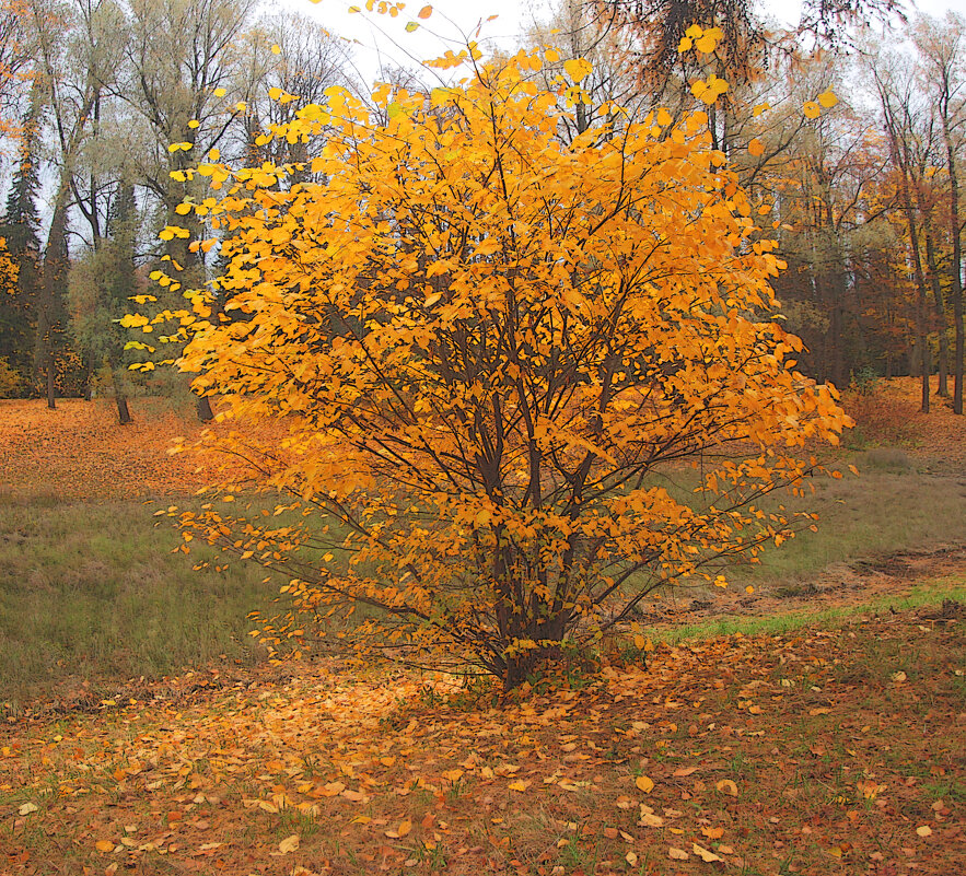 *** - Сергей Григорьев