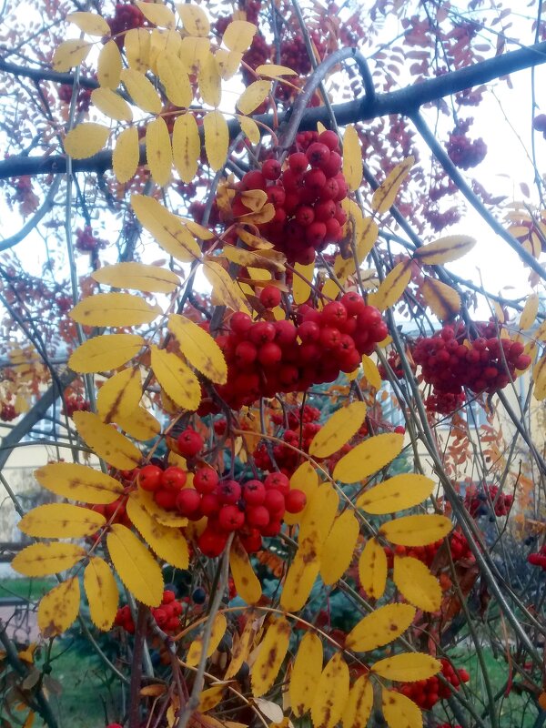 Красуется рябина в ноябре - Galina Solovova