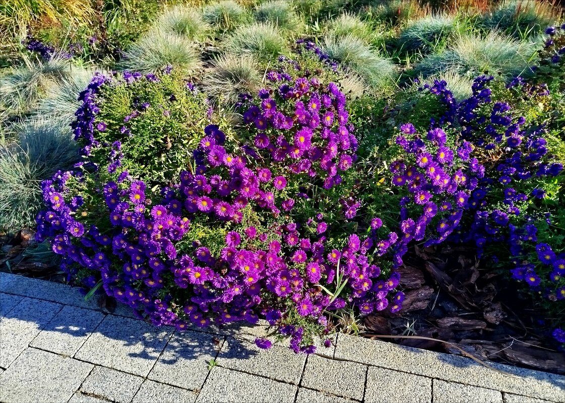 Сентябринки в октябре! - Надежда Сентябринки в октябре! - Надежда