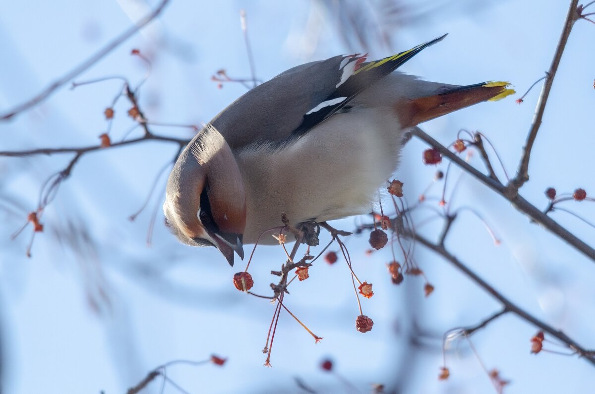 Свиристель - Виктор Иванович Чернюк