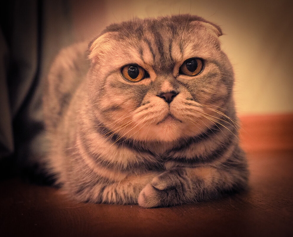 Ася - Магомед .