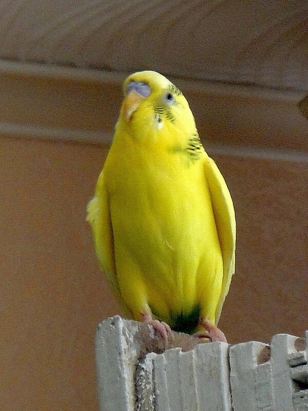 Феня - Ольга Довженко