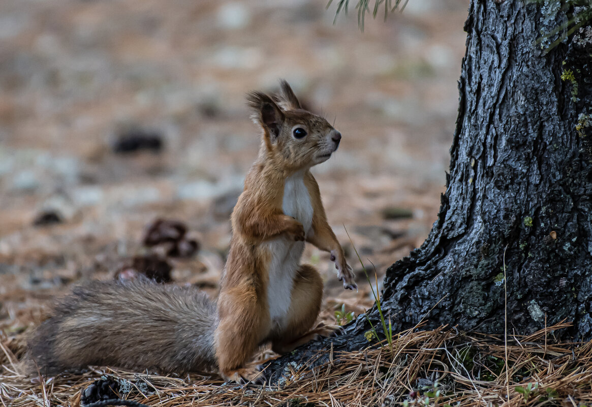 На страже - Игорь Шабалин