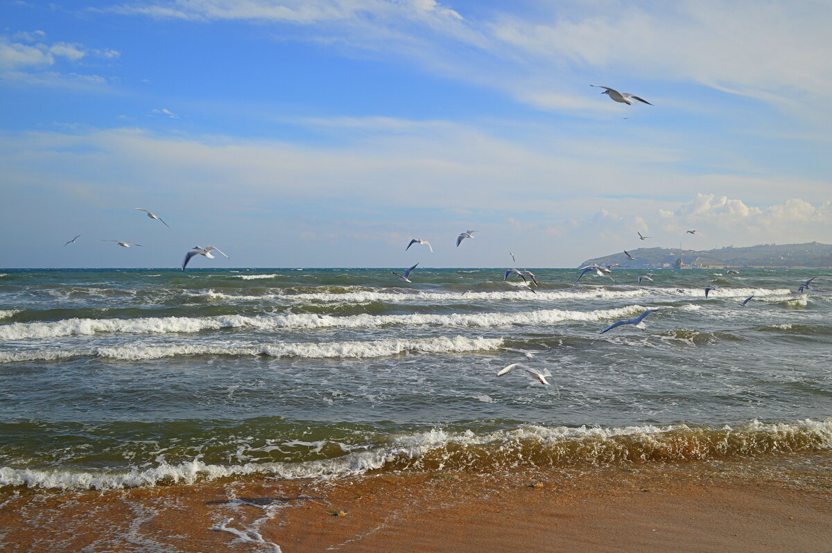 Чайки) - Татьяна Лютаева