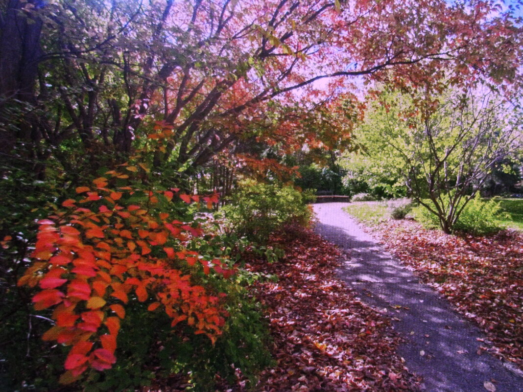 Осень - Людмила Смородинская Осень - Людмила Смородинская