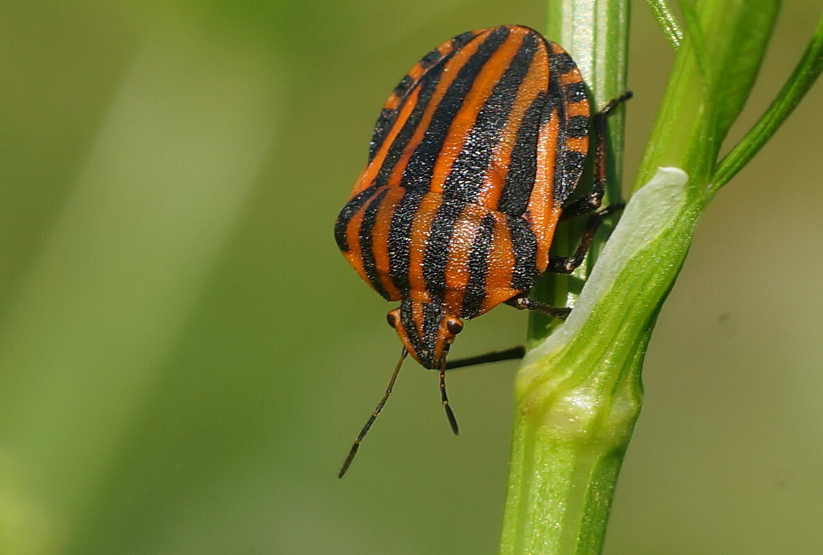 *** - Николай Саржанов