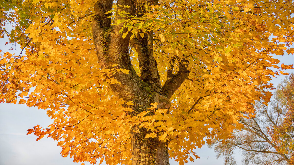 золотая осень - vladimir 
