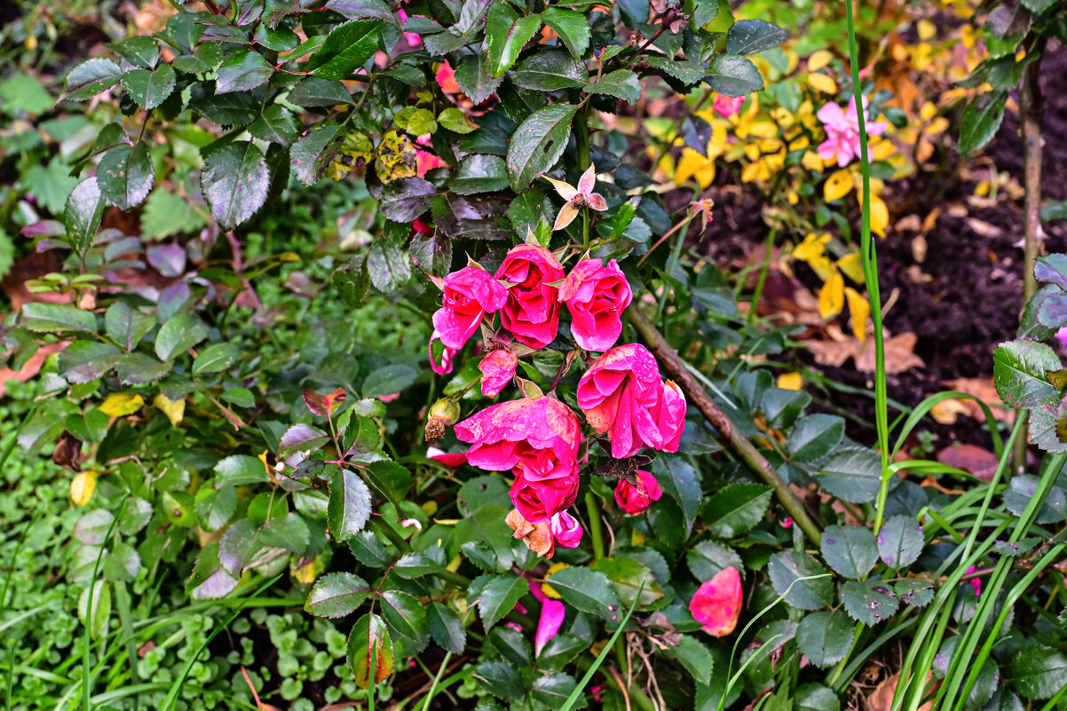 Розочки - Валерий Пославский
