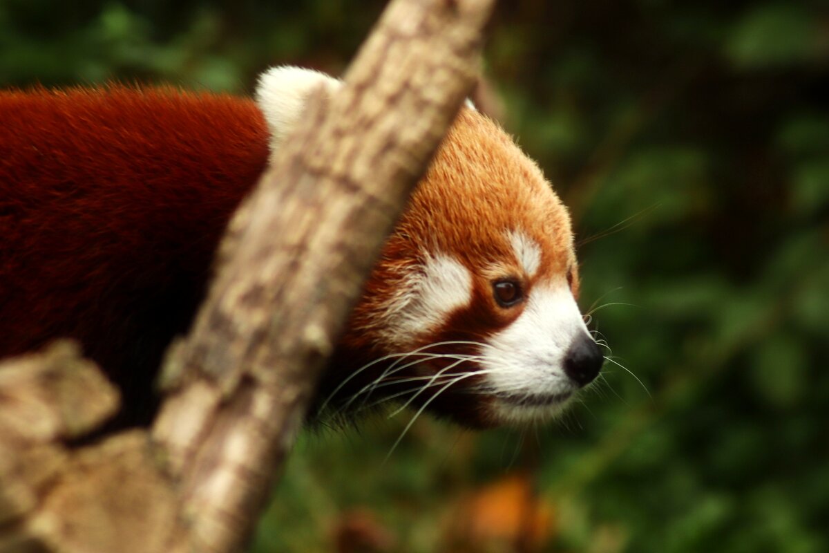 Ку-ку - Юрий. Шмаков