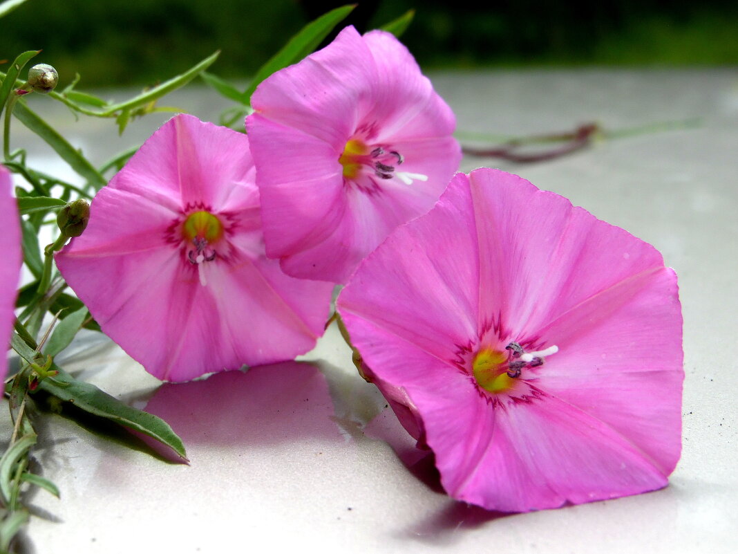 Вьюнок. - nadyasilyuk Вознюк Вьюнок. - nadyasilyuk Вознюк