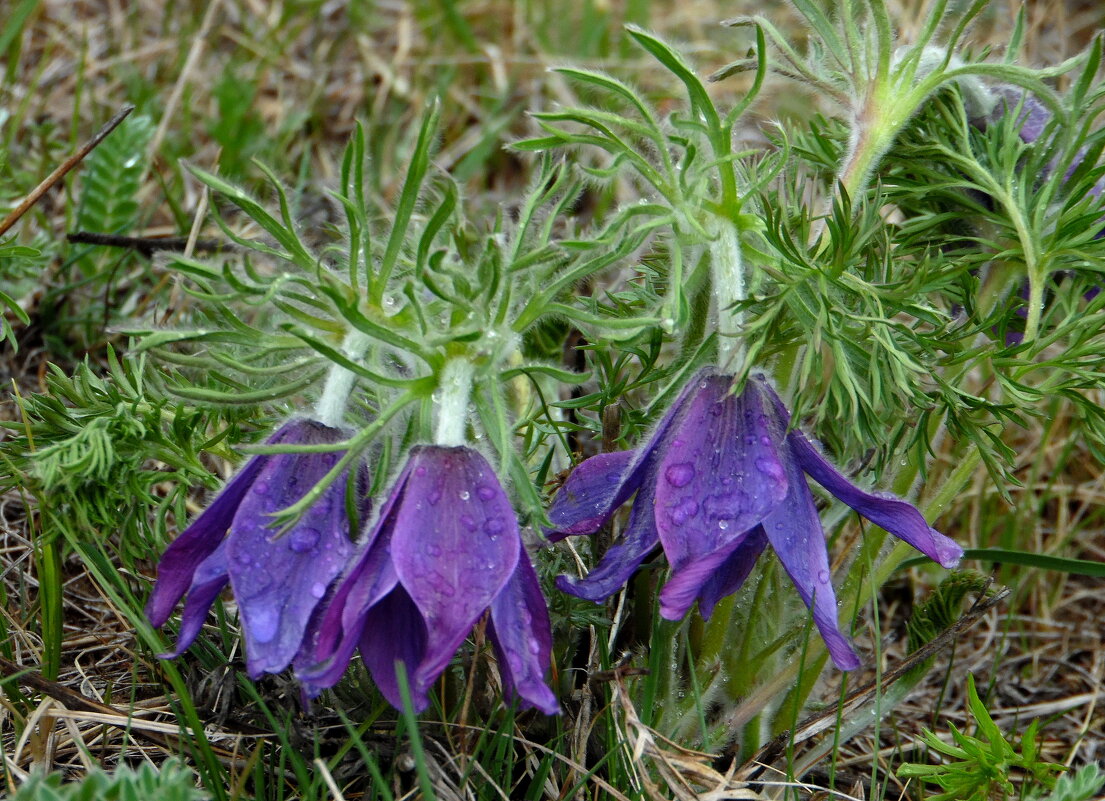 Под весенним дождём. - nadyasilyuk Вознюк