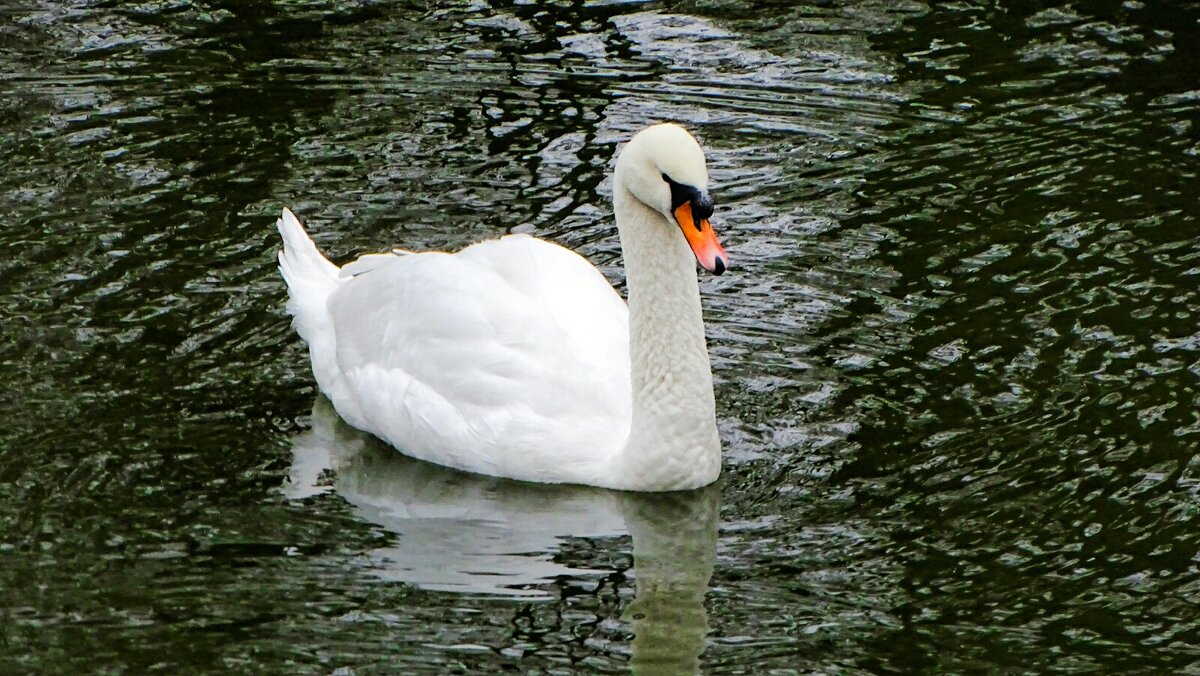 Лебедь городского сада. - Милешкин Владимир Алексеевич 