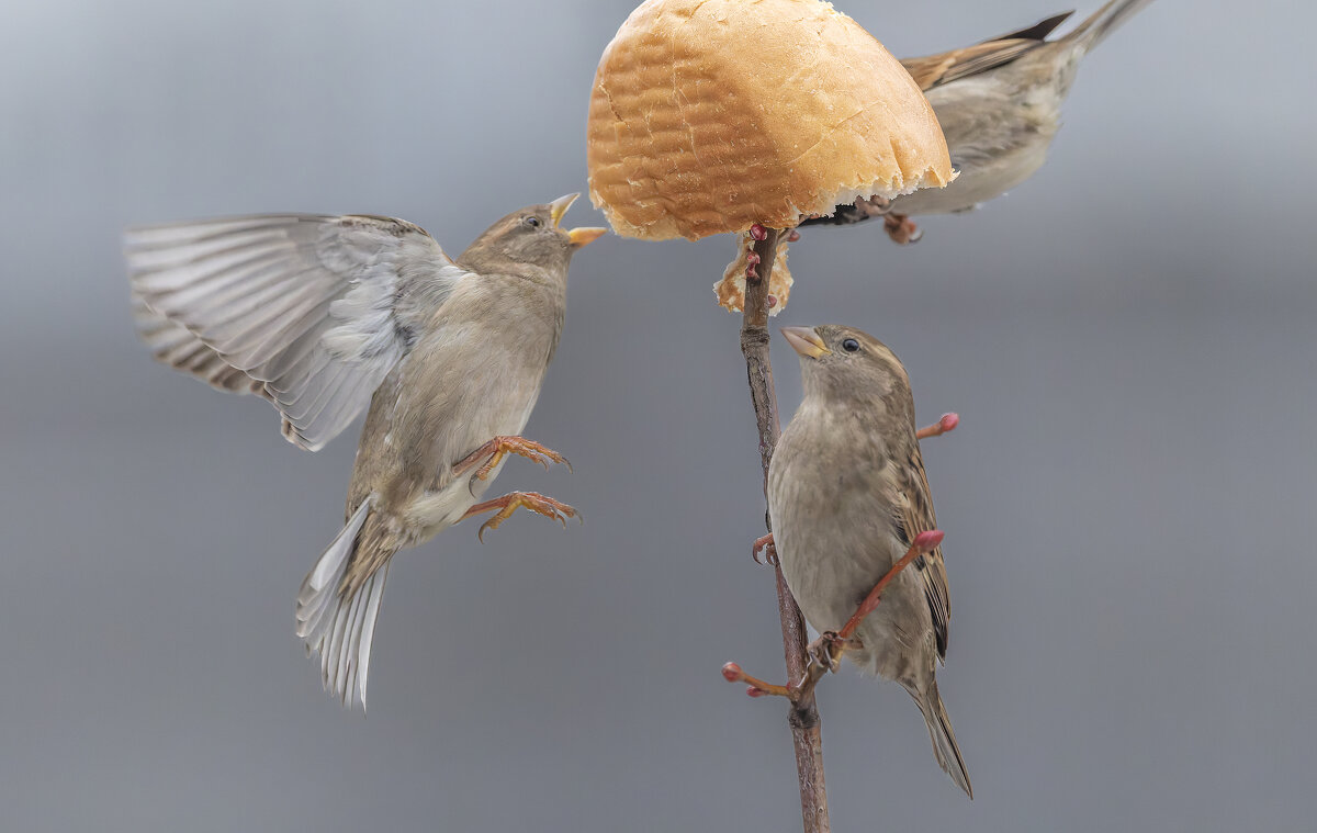 из жизни воробьев . - юрий макаров
