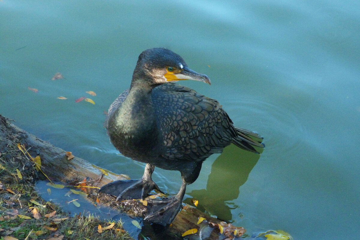 Чёрный баклан - Валентин Семчишин Чёрный баклан - Валентин Семчишин