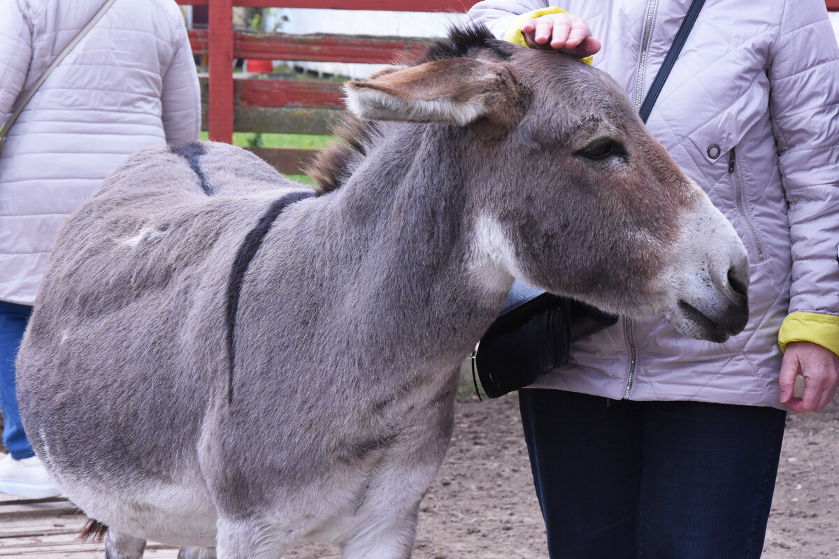 Московская область. Серпухов. Ферма «Русский страус». - Наташа ***** Московская область. Серпухов. Ферма «Русский страус». - Наташа *****
