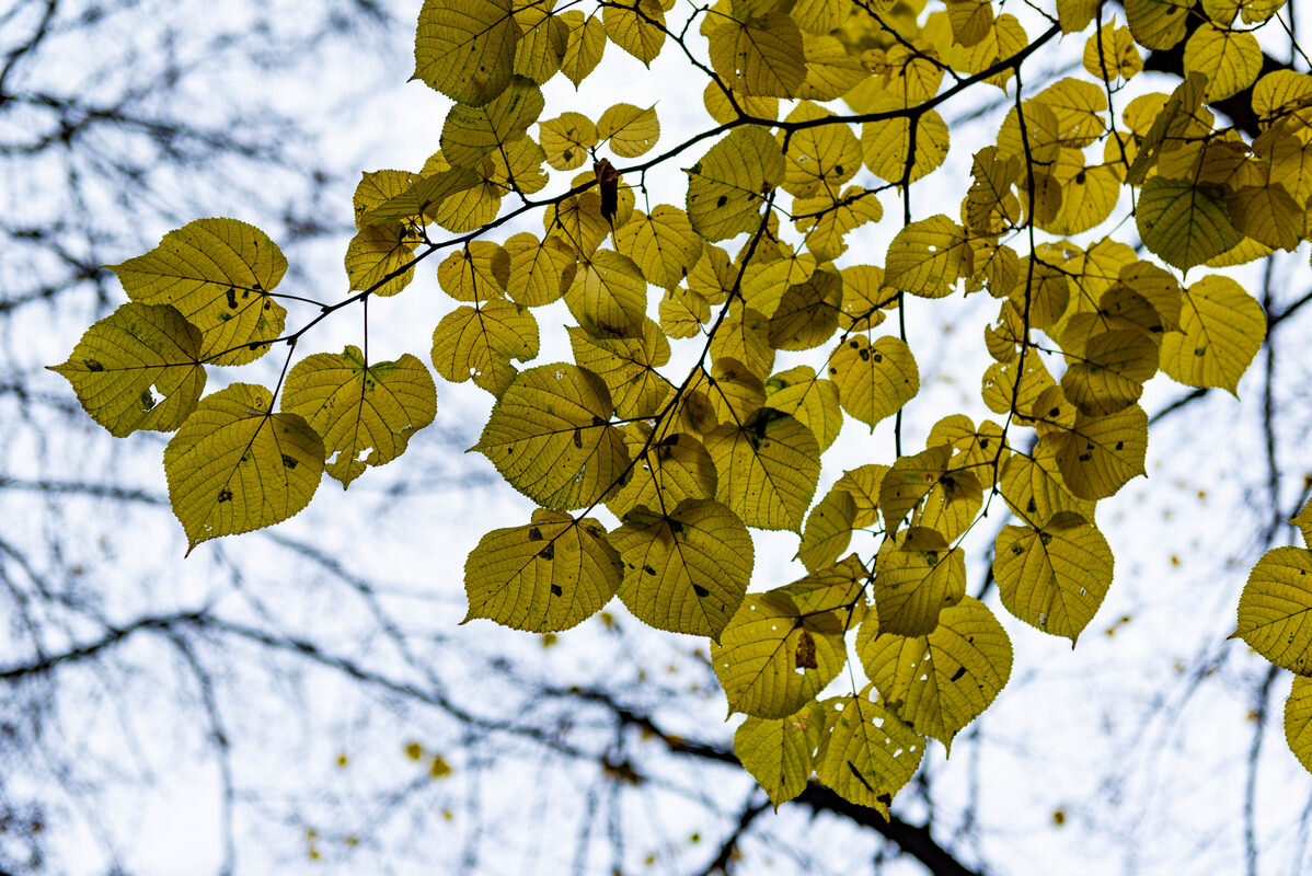последние краски осени - Дмитрий Лупандин последние краски осени - Дмитрий Лупандин