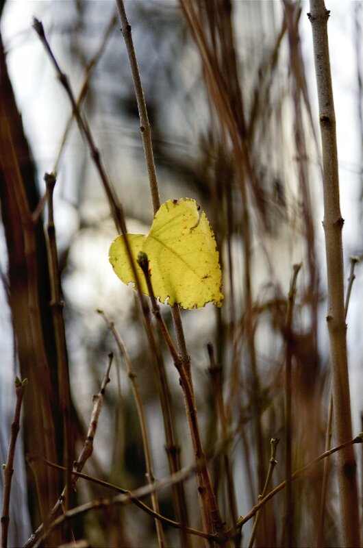 ....осеннее одиночество.. - Георгий Никонов