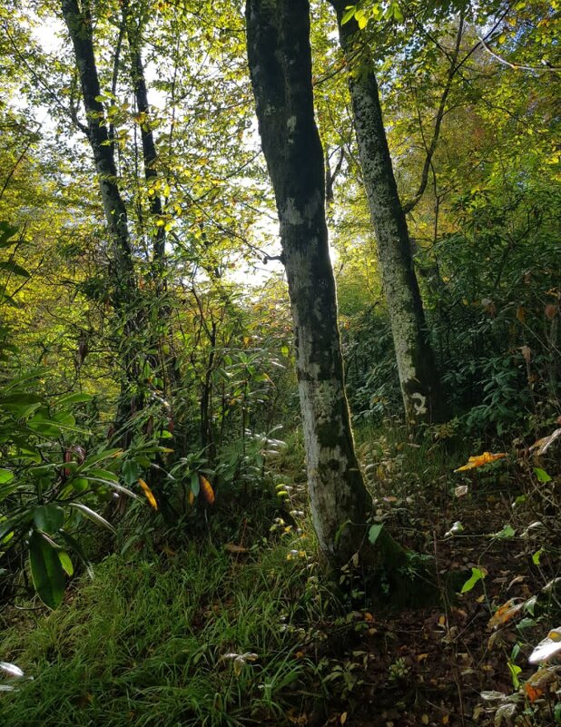 ПЛАСТУНКА - СОЧИ - Tata Wolf