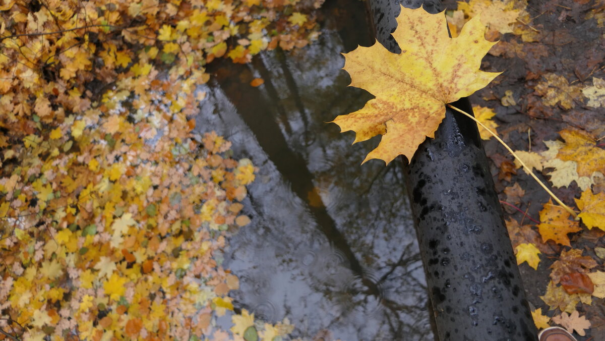 Осенний воздух влагой напоен, затеял ветер с листьями игру, - "The Natural World" Александер