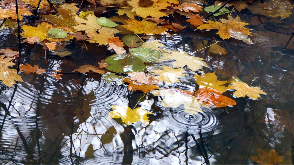 Пойду домой, там ждут меня мой кот, горячий чай, мелодии трубы, - "The Natural World" Александер