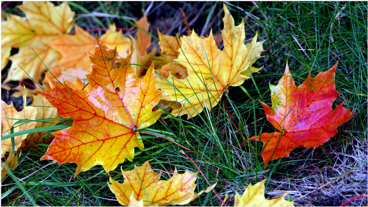 Хоть барабанит дождик за окном, верхушки сосен стонут на ветру, - "The Natural World" Александер