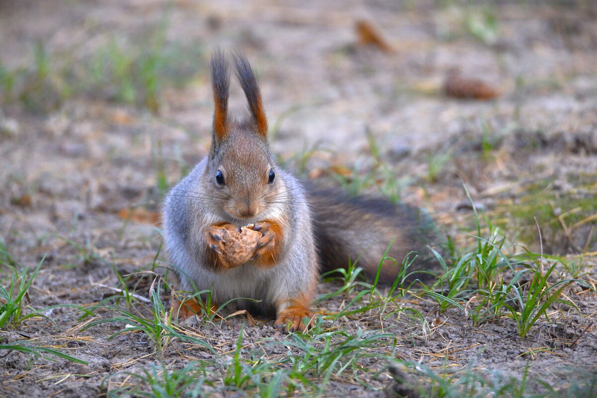 Белка - Константин Анисимов
