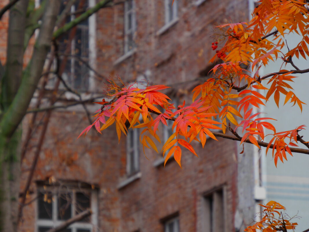 Алая рябина - Наталья Rosenwasser