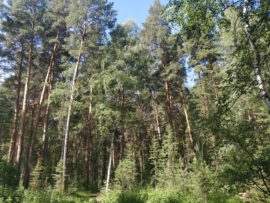 На опушке леса - Андрей Хлопонин