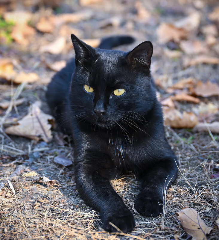 Уголёк отдыхает ... - Евгений Хвальчев