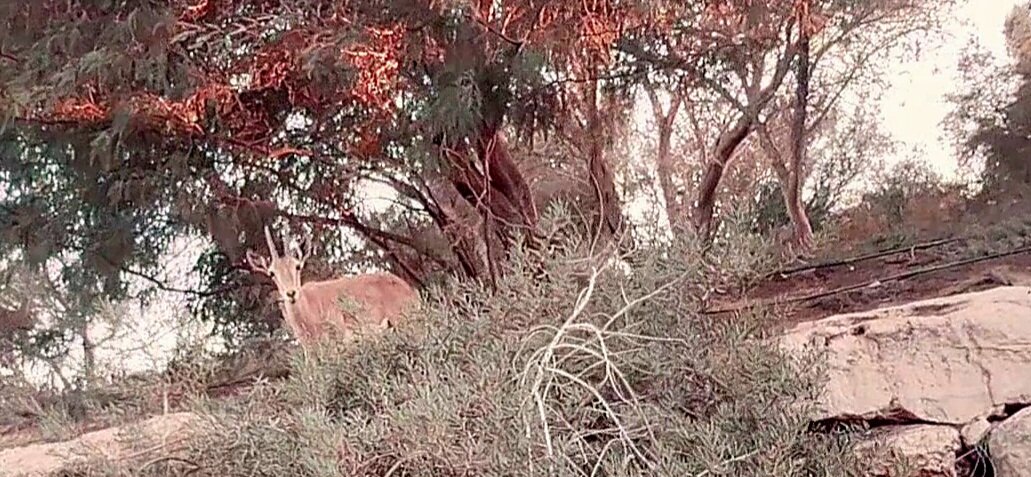 13  ОПЕН (610) - OPEN WAYS ALL