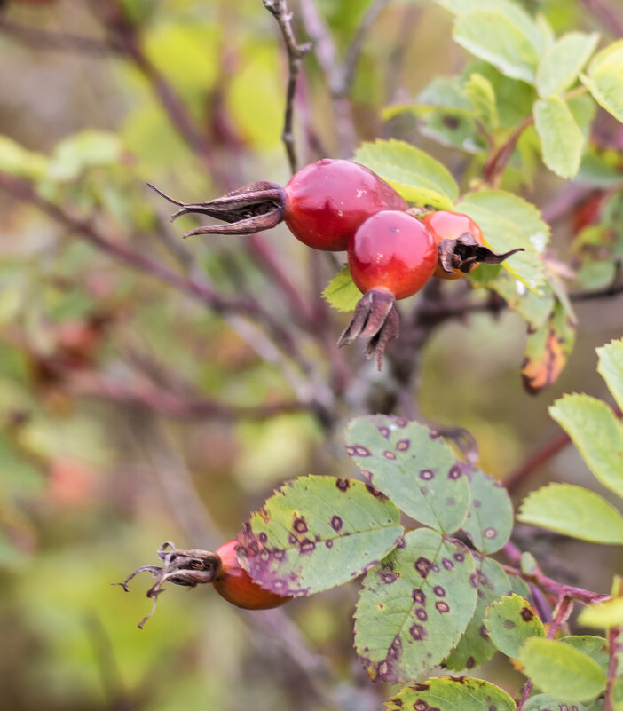 --- - Андрей Андрианов