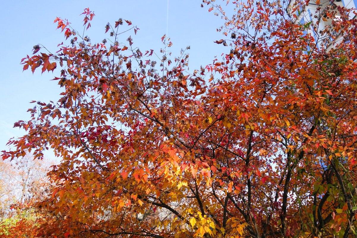 Октябрьский этюд - Рита Симонова