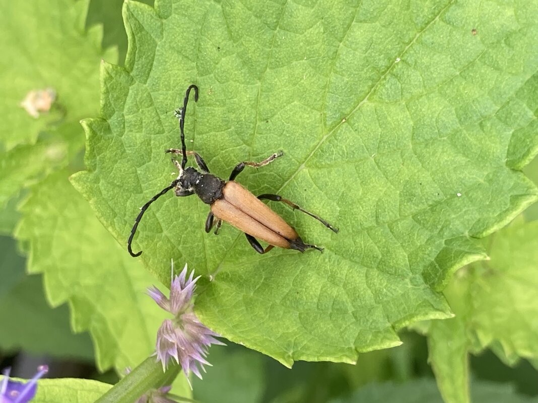 Жук - Ольга Савельева 