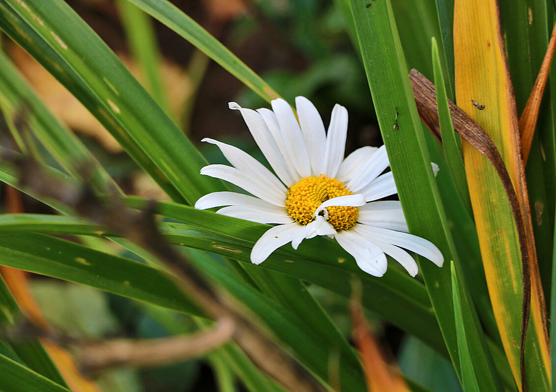 Ромашка спряталась... - Светлана 