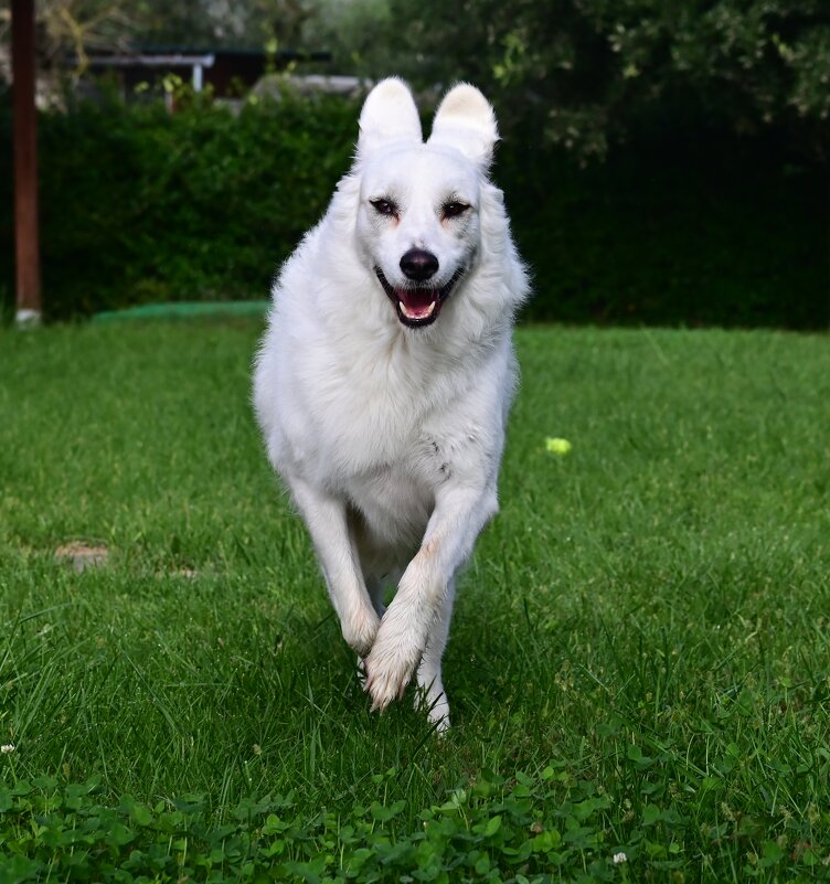 Алита - Светлана Алита - Светлана