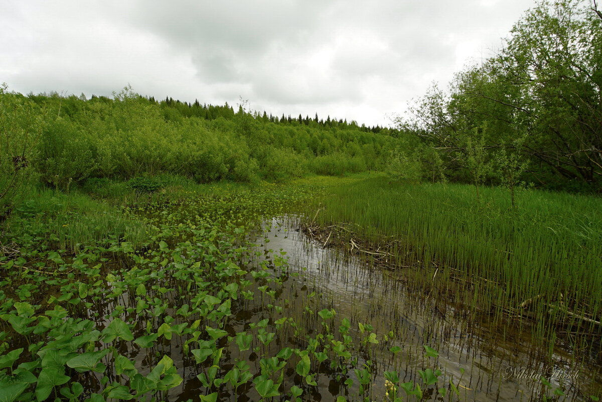 По Косьве... - Николай Гирш