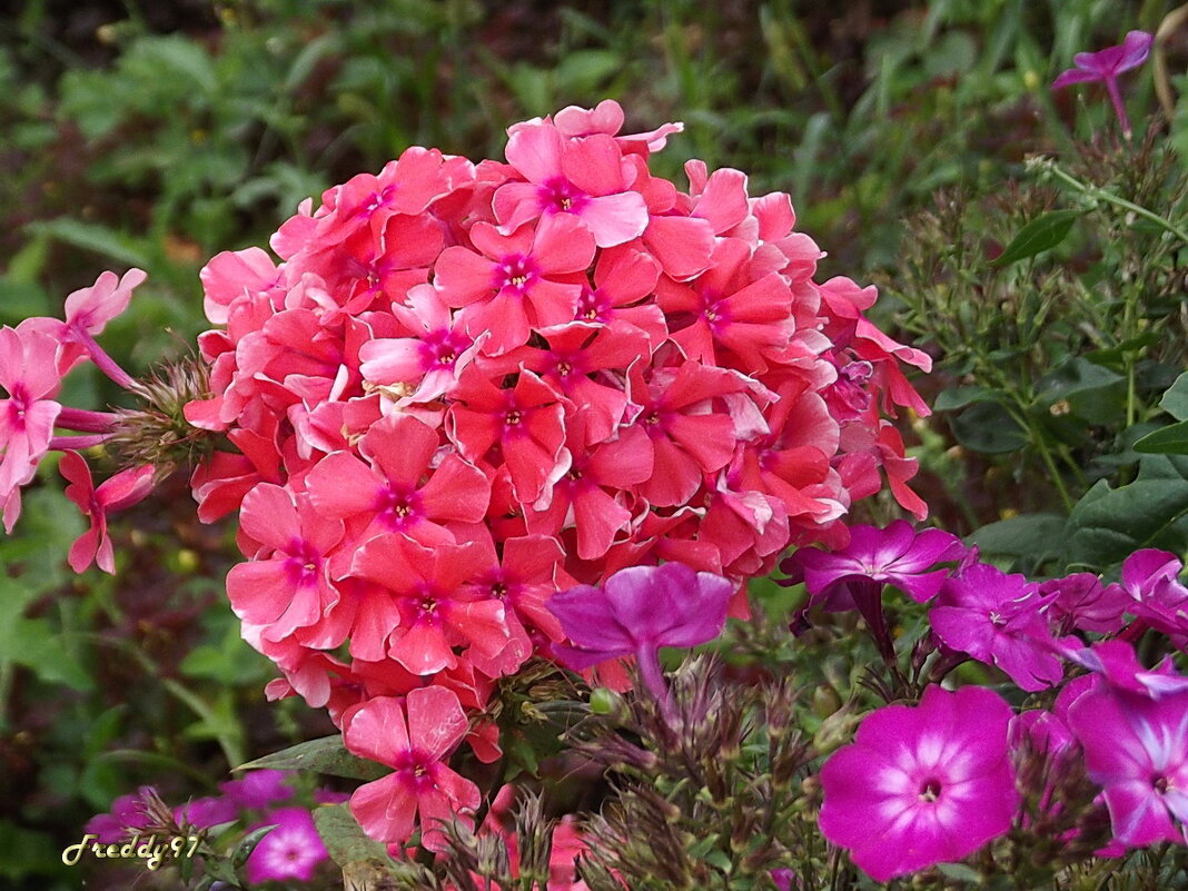 Флоксы - Freddy 97