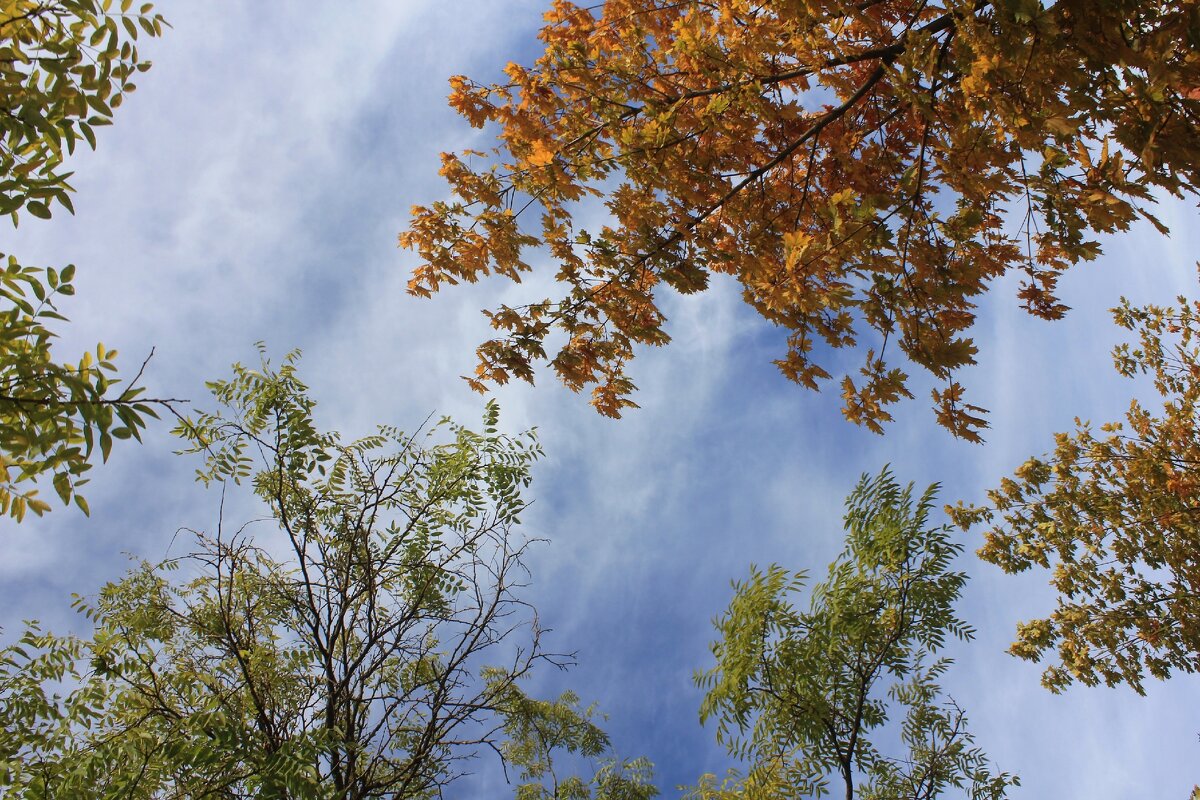 Осень - Оксана Новик 