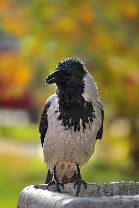 Хороша я, хороша... - Татьяна Бравая