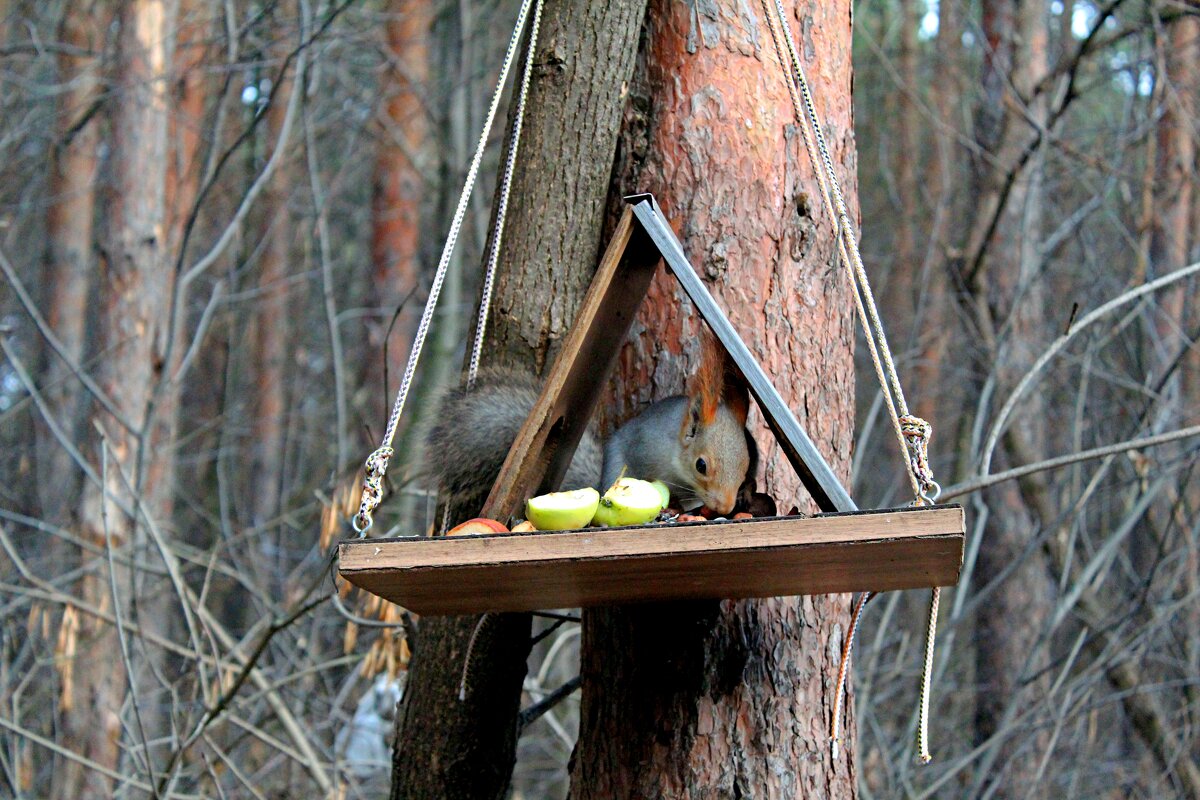 белочка - Гульфина Булатова