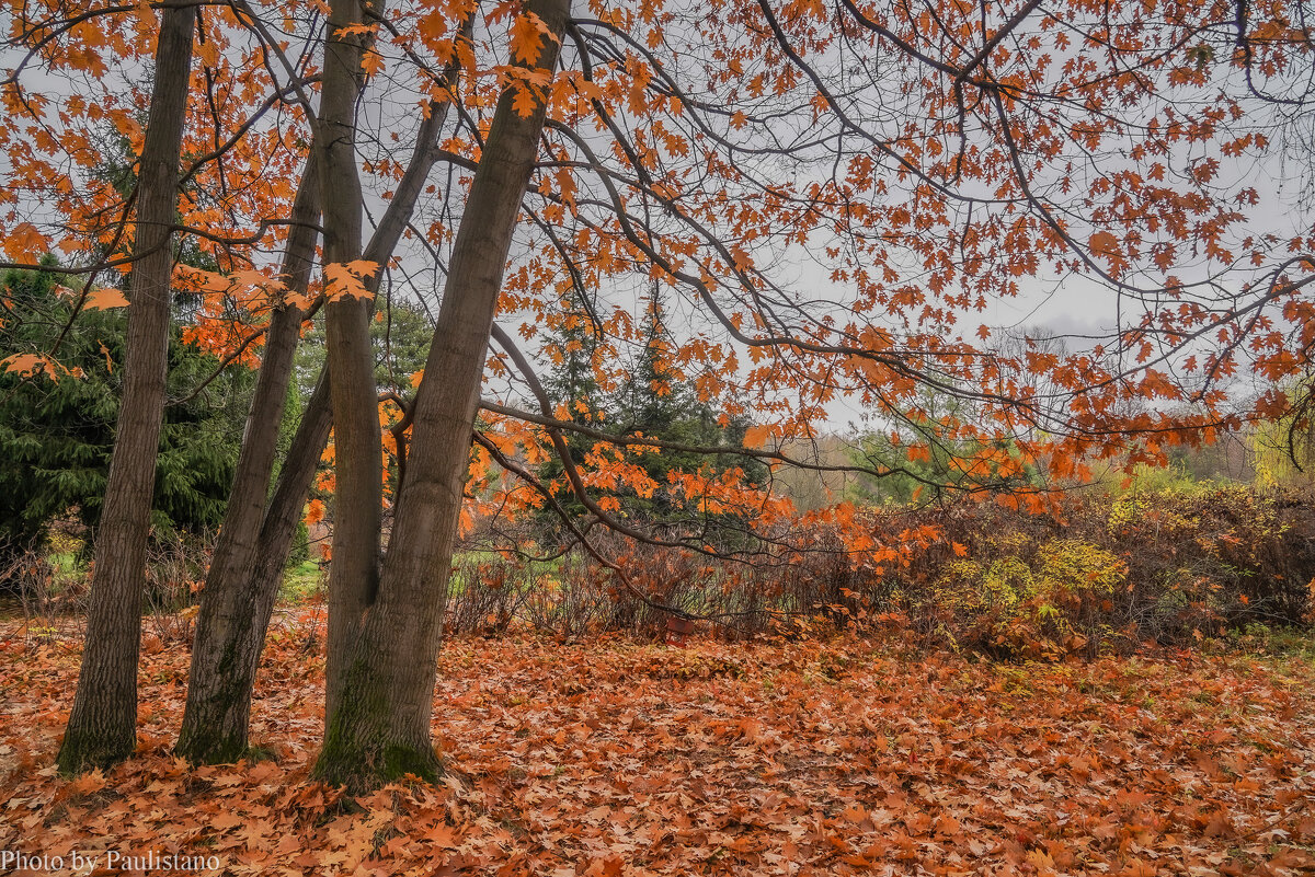 В осеннем парке... - Владимир Жданов