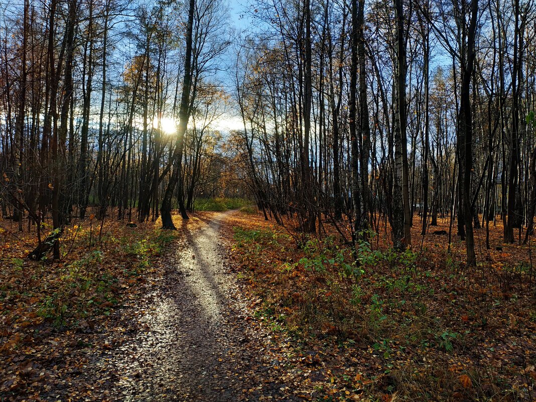 Редкий подарок Природы в ноябре - Андрей Лукьянов Редкий подарок Природы в ноябре - Андрей Лукьянов