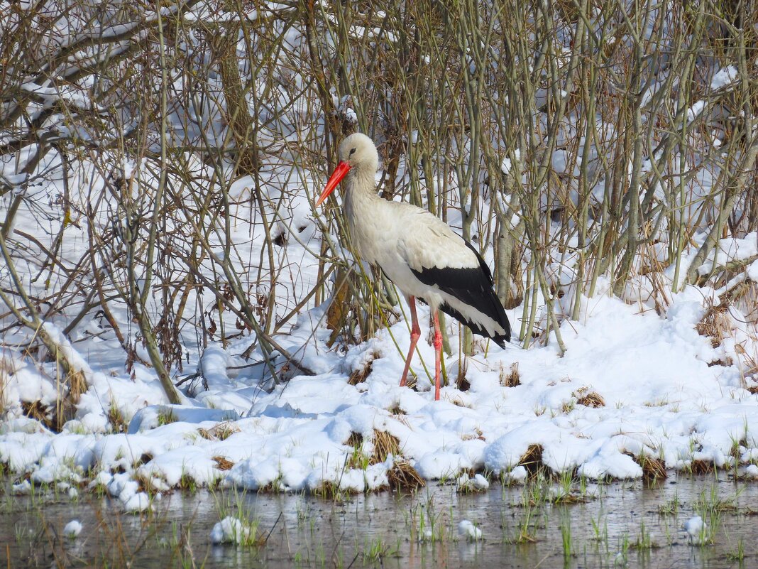 Апрель 2025 г. - Ольга Митрофанова