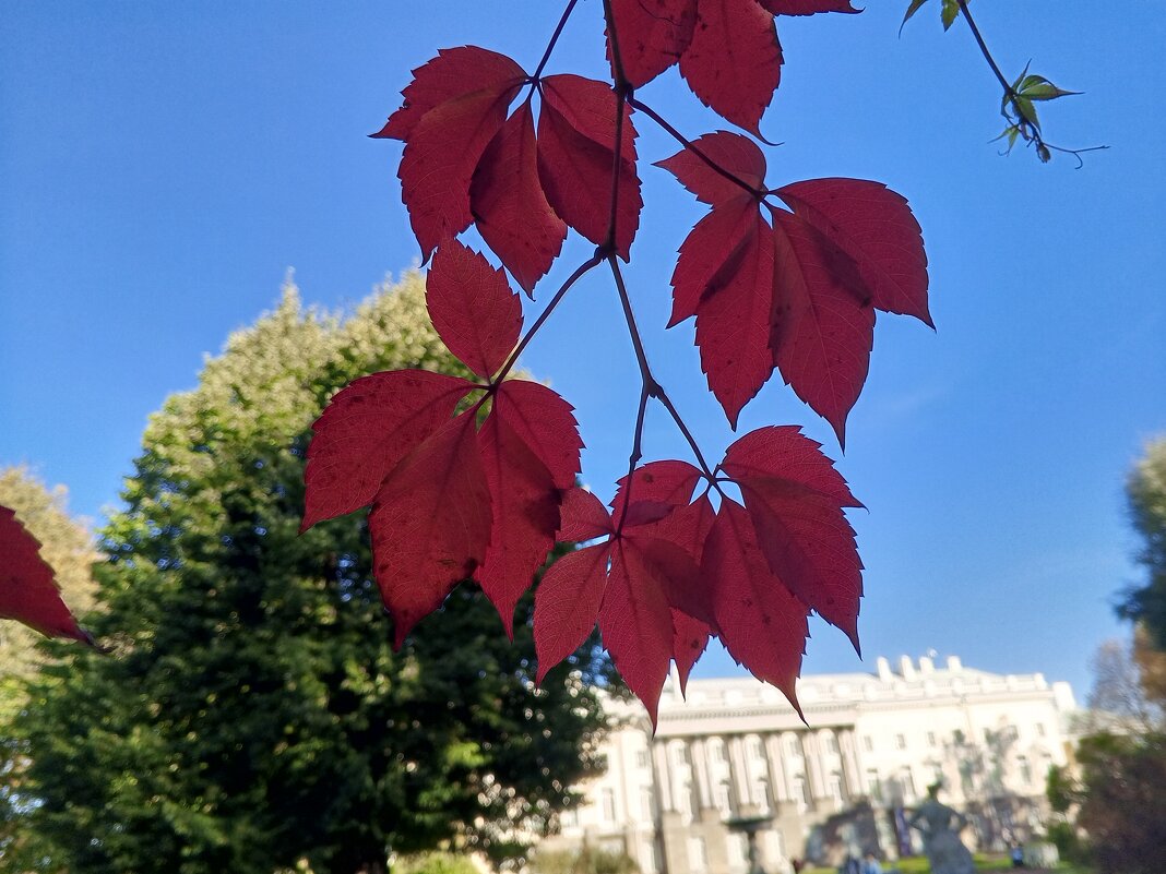 Девичий виноград - Сапсан 