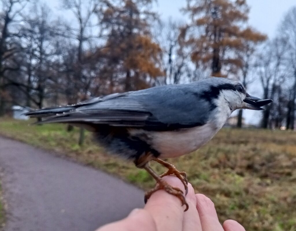 Поползень - Сапсан 